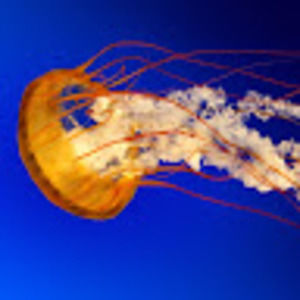 Meet your Posher, Leeann